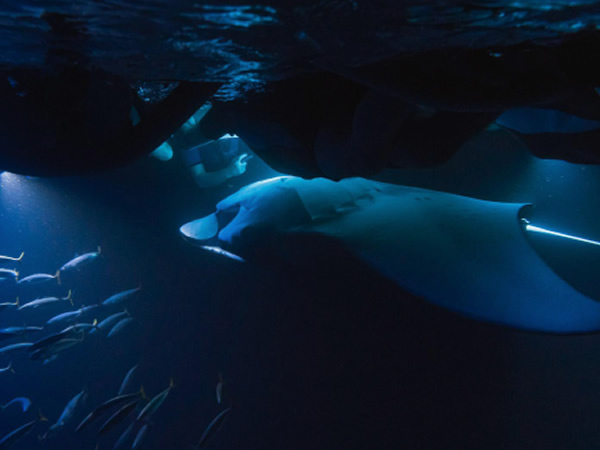 Sunset Manta Ray Snorkel Tour